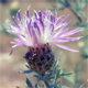 Centaurea stoebe